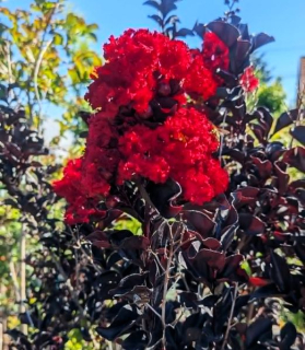 Lagerstroemia indica 'Black Diamond Crimson Red'